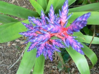 Jerry Schole: 'tango blue', 2020 Color Photograph, Floral. This Bromeliad named Blue Tango has bloom spike of hot pink with cobalt blue bracts and blossoms. Mad Happenings grows and sell many types, in various sizes and colors. They hold very still for photos. ...