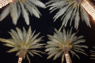 Artist: Marcia Treiger - Title: Palms with Personality - Medium: Color Photograph - Year: 2014
