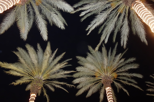 Artist Marcia Treiger. 'Palms With Personality' Artwork Image, Created in 2014, Original Photography Color. #art #artist