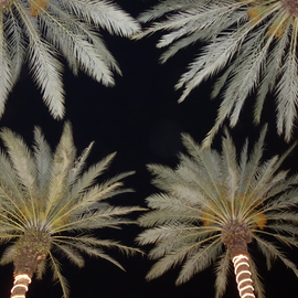 Marcia Treiger Artwork Palms with Personality, 2014 Color Photograph, Abstract Landscape