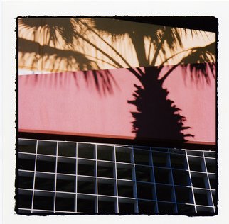 Marcia Treiger: 'Palms with Personality', 2014 Color Photograph, Abstract Landscape.    Since moving to Florida, I have a fascination with palms, palm fronds, and plant life that is so green and verdant. The tropical and unusual shape of all palms trees color are calming and reminiscent of vacation times. Many in this series were shot at night, and lit by an...