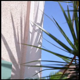 Marcia Treiger: 'Palms with Personality', 2014 Color Photograph, Abstract Landscape. Artist Description:      Since moving to Florida, I have a fascination with palms, palm fronds, and plant life that is so green and verdant. The tropical and unusual shape of all palms trees color are calming and reminiscent of vacation times. Many in this series were shot at night, and lit ...