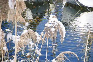 Photography by Mary Mansey titled: Roseaux Hiver, created in 2008
