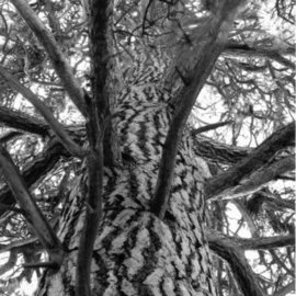 Michael Easton: 'Ponderosa Pine 2', 2004 Black and White Photograph, Trees. 