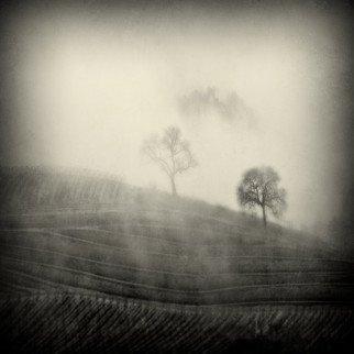 Michael Regnier: '2 Trees in the Fog', 2010 Color Photograph, Landscape.  vineyard, vineyards, fog, trees   ...