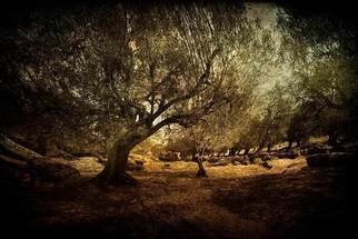 Artist: Michael Regnier - Title: Olive Grove Panoramic - Medium: Color Photograph - Year: 2010