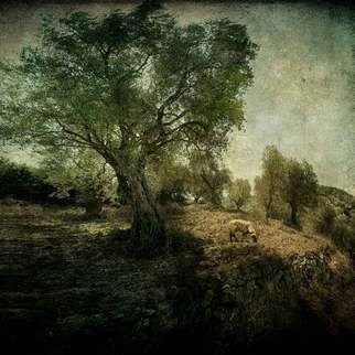 Artist: Michael Regnier - Title: Olive Grove and Grazing Sheep - Medium: Color Photograph - Year: 2010