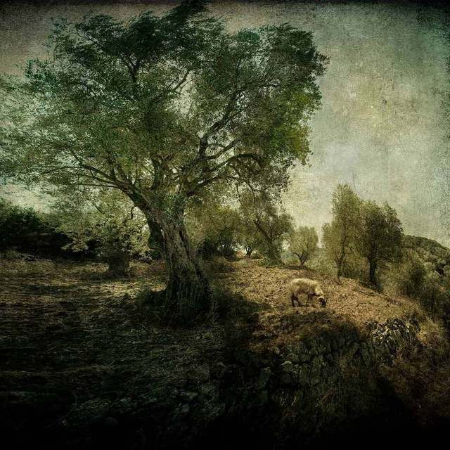 Michael Regnier  'Olive Grove And Grazing Sheep', created in 2010, Original Photography Other.