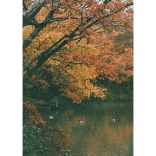 Moriko Do: 'autumn lake in kyoto japan', 2017 Color Photograph, Landscape. 