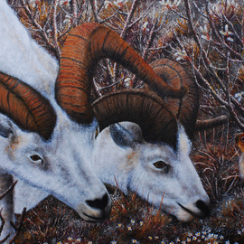 Mike Ross: 'What Are You Looking At', 2014 Oil Painting, Animals. Artist Description:  A pair of dall rams come upon an arctic ground squirrel and are at a stand off.Key Words:Dall sheep, sheep, big horn sheep, arctic ground squirrels, ground squirrels, squirrels, alders, raindeer moss, tundra, Alaska, Denali National Park, Denali, big game, white sheep, oil paintings, oils, large ...