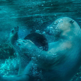 Nancy Bechtol Artwork Polar Bear: Animal Series, 2015 Other Photography, Animals