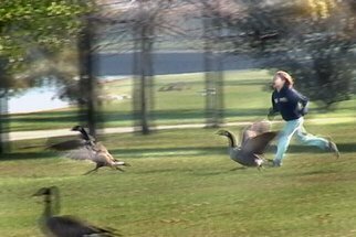Nancy Bechtol: 'Wild Goose Chase', 2008 Other Photography, Birds.  Photo in exhibit, 