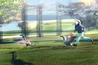 Nancy Bechtol: 'Wild Goose Chase', 2010 Color Photograph, Animals. Lincoln Park, Chicago, artistic photo/ painting of a goose chase with a kid closing in. framing additional cost. request prices...