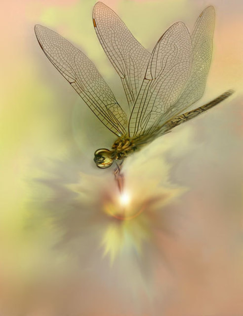 Artist Nancy Bechtol. 'Dragon Fly Glow' Artwork Image, Created in 2008, Original Photography Mixed Media. #art #artist
