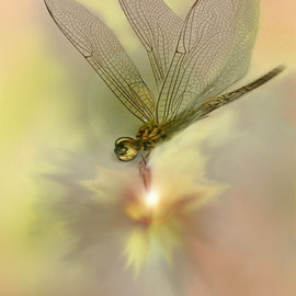 Nancy Bechtol: 'dragon fly glow', 2008 Other Photography, Healing. Artist Description:  Client work. Not for Sale. request if reviewing for article. dragon fly glows transmits an energy for healing, warmth and safe passage.feel the positive vibes in this work. ...