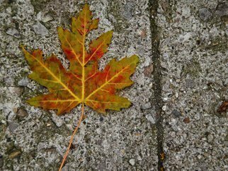 Artist: Nancy Bechtol - Title: leaf first fall - Medium: Color Photograph - Year: 2012