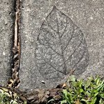 Leaf In Cementurban Myth, Nancy Bechtol