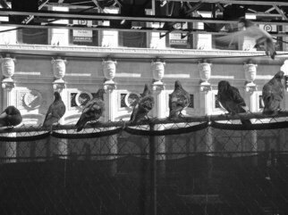 Nancy Bechtol: 'line up roosting pigeons', 2008 Other Photography, Birds.  city pigeons roosting in Chicago downtownsize varies to 30 x 40