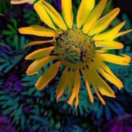 Nancy Bechtol: 'sunflower blue', 2005 Other Photography, Floral. Artist Description: sunflower series...
