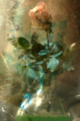 Maria Pia Gatti: 'Fall rose', 2008 Digital Art, Still Life. 