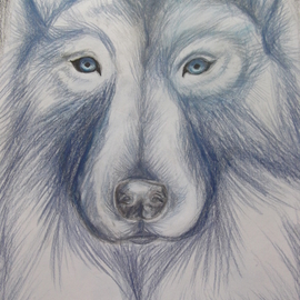 Nicole Pereira: 'Wolf in Blue Monochrome', 2013 Pencil Drawing, Animals. Artist Description:  Wolf in Blue Monochrome by Nicole Pereira, animal pencil drawing ...