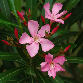 Obert Fittje: 'Three Oleanders', 2006 Color Photograph, Botanical. Artist Description:  We have an Oleander bush at the edge of our land and in the spring it blooms with dozens of flowers.  It is particularly beautiful when there are red buds waiting to bloom along with the flowers that have already bloomed. ...