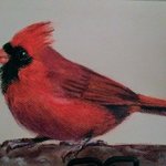 cardinal By Shakeeba Waseh