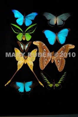 Mary Ruden: 'Dura', 2010 Color Photograph, nature.   Photo of actual  butterflies. Photos can be made any size, on many types of surfaces: vinyl, papers, backlit film.  ...