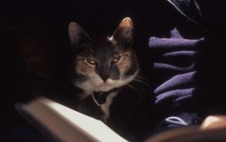 Paula Durbin: 'Angel', 2002 Color Photograph, Cats. A Fresson print. May be printed in other sizes and processes....