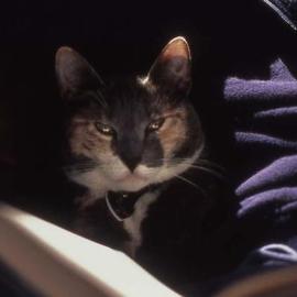 Paula Durbin: 'Angel', 2002 Color Photograph, Cats. Artist Description: A Fresson print. May be printed in other sizes and processes....