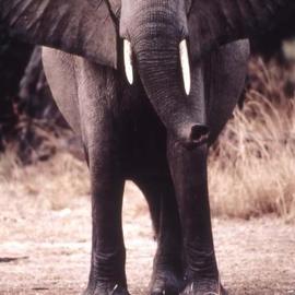 Paula Durbin: 'Elephant', 2001 Color Photograph, Wildlife. Artist Description: Fresson print. Zambia. May be printed in other sizes and processes....