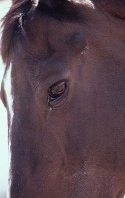 Paula Durbin: 'Horse Profile', 2003 Color Photograph, Equine. Artist Description: A Fresson print. May be printed in other sizes and processes....