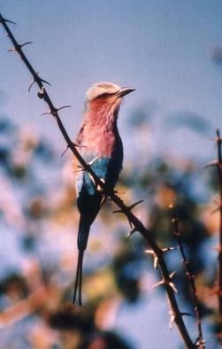 Paula Durbin: 'Lilac Breasted roller', 2001 Color Photograph, Wildlife. A Fresson print. Zambia.  This LBR sat on the branch and turned towards us for over 15 minutes. May be printed in other sizes and processes....