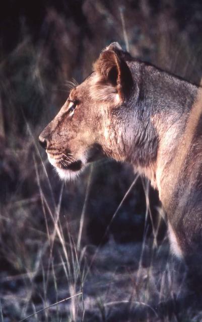 Paula Durbin  'Lioness Profile', created in 2001, Original Photography Color.