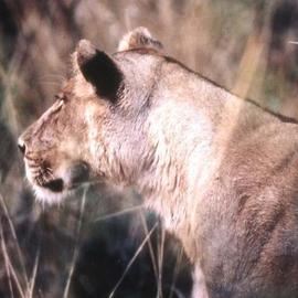 Paula Durbin: 'Lioness Profile Horizontal', 2001 Color Photograph, Wildlife. Artist Description: A Fresson print. Zambia. May be printed in other sizes and processes....