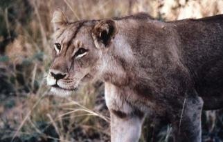 Artist: Paula Durbin - Title: Lioness Walking - Medium: Color Photograph - Year: 2001