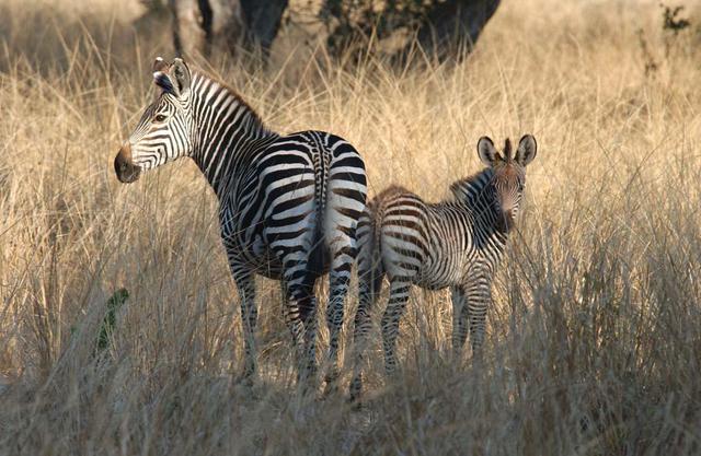 Paula Durbin  'Mom And Baby Zebra', created in 2003, Original Photography Color.