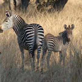 Mom and Baby Zebra  By Paula Durbin
