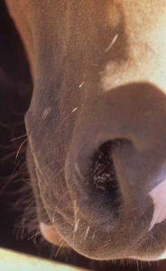 Paula Durbin: 'Nose', 2003 Color Photograph, Equine. Artist Description: A Fresson print. May be printed in other sizes and processes....