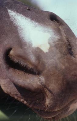 Paula Durbin: 'Nose', 2003 Color Photograph, Equine. A Fresson print. May be printed in other sizes and processes....