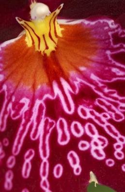 Paula Durbin: 'Pink Orchid', 2004 Color Photograph, Botanical. These bright colors just jump off the page. Ilfachrome Print.  May be printed inn other sizes and processes....