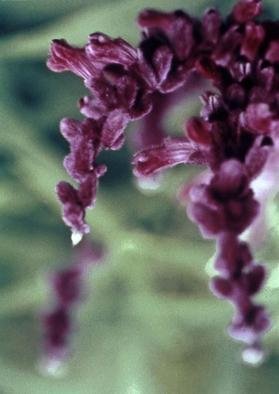 Paula Durbin: 'Purple Sage', 2002 Color Photograph, Botanical. A Fresson print. May be printed in other sizes and processes....