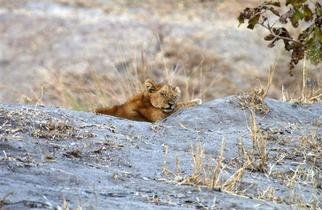 Paula Durbin: 'So Tired', 2003 Color Photograph, Wildlife. This cub got tired waiting for mom to return with dinner.  Zambia. Printed on Canvas.  May be printed in other sizes and processes....