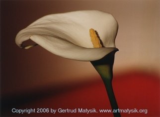 Gertrud Matysik: 'motive from flora 0002', 1996 Color Photograph, Floral. Copyright 2006 by Gertrud Matysik, www. artmatysik. org.Please feel free to ask for further informations and thank you for your visit.  ...