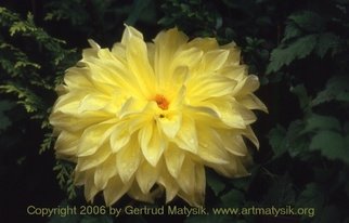 Gertrud Matysik: 'motive from flora 0060', 2006 Color Photograph, Floral. Copyright 2006 by Gertrud Matysik, www. artmatysik. org.Please feel free to ask for further informations and thank you for your visit.    ...