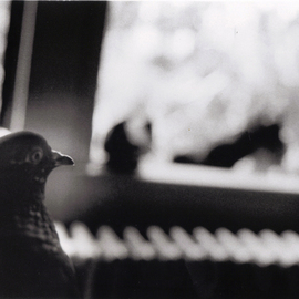 Marilyn Nosewicz: 'Pigeons sitting in summer window Black And White Photograph Window', 2012 Black and White Photograph, Birds. Artist Description:         Black and White Photograph Hand Printed in Dark Room. Silver Gelatin. Size 11x14, Photographic Paper, FORTE, BEAUTIFUL Glossy Black and white paper. Email me for Questions.    ...