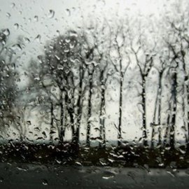 Spring Rain Trees Black And White Photograph By Marilyn Nosewicz
