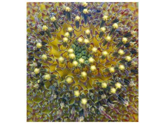 Artist: Marilyn Nosewicz - Title: Sun Flower Closeup lense Yellow  Purple Orange Digital Photograph - Medium: Color Photograph - Year: 2010