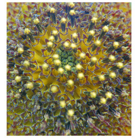 Marilyn Nosewicz: 'Sun Flower Closeup lense Yellow  Purple Orange Digital Photograph', 2010 Color Photograph, Floral. Artist Description:   Close Up Sun Flower. Taken with close- up Lenses. Email me for different sizes, mattes etc.   ...