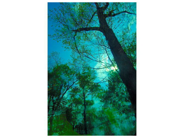 Artist Marilyn Nosewicz. 'Tree After Rainstorm Bue Green Color Digital Photograph' Artwork Image, Created in 2011, Original Printmaking Giclee - Open Edition. #art #artist